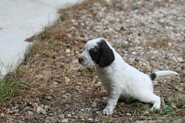 CHIOT DE GLENDA ET BUFFON 2011